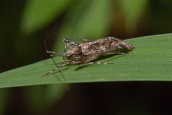 Phytocoris da determinare